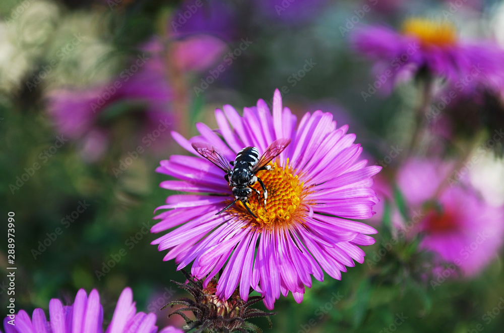 Obraz premium bee on a flower