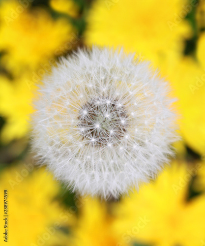 Macro of daisy yellow background