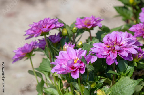 Close-up shoot of Pinnata dahlia purple flower.