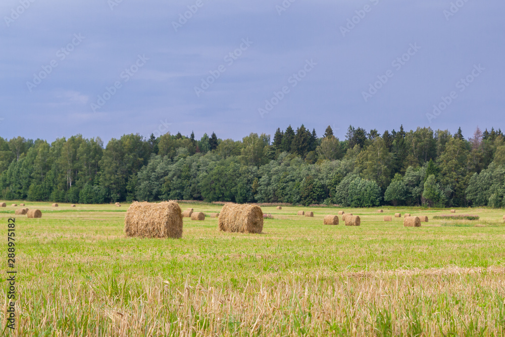 Haystacks are removed from the fields in the summer near the forest Haystacks are removed from the fields in the summer near the forest