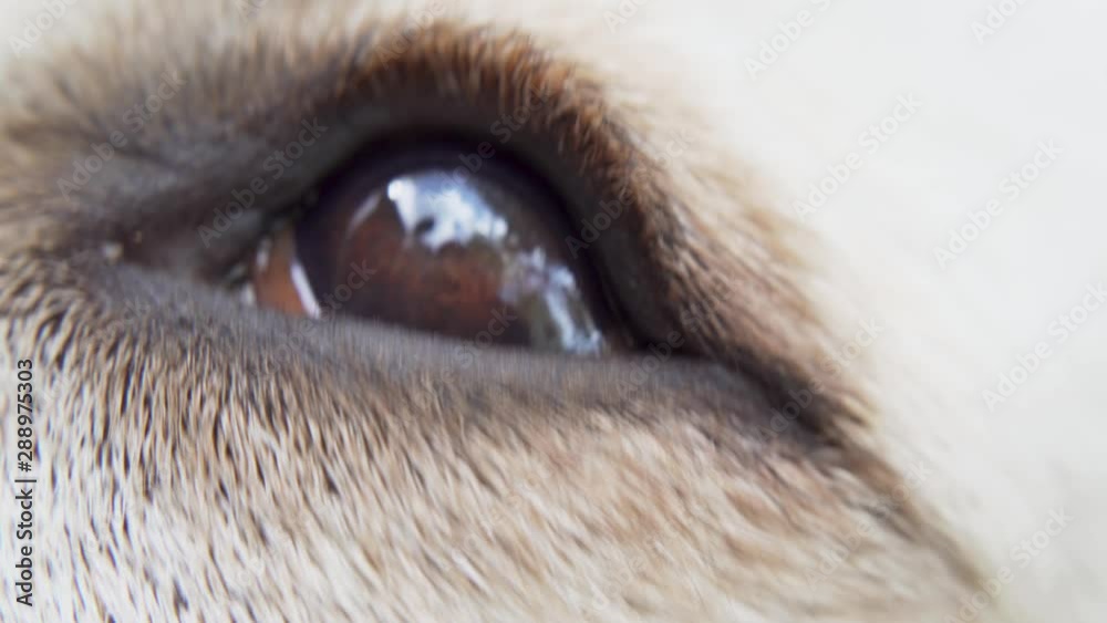 Labrador Retriever Dog Eye Closeup Cute Labrador Retriever Dog Eye Closeup Cute