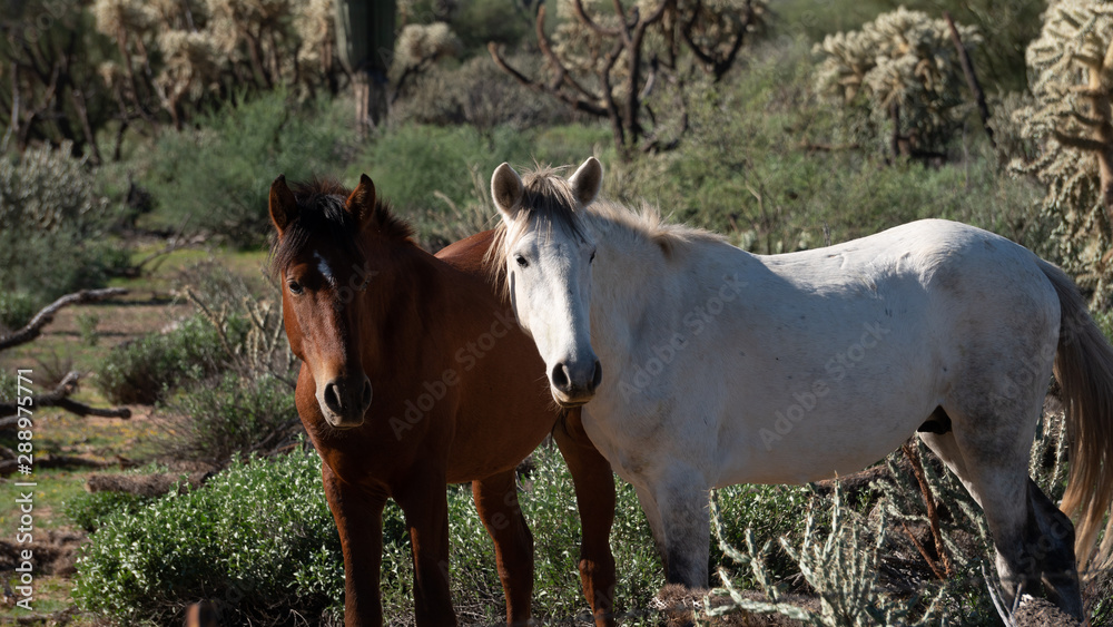Obraz premium Wild Mustangs
