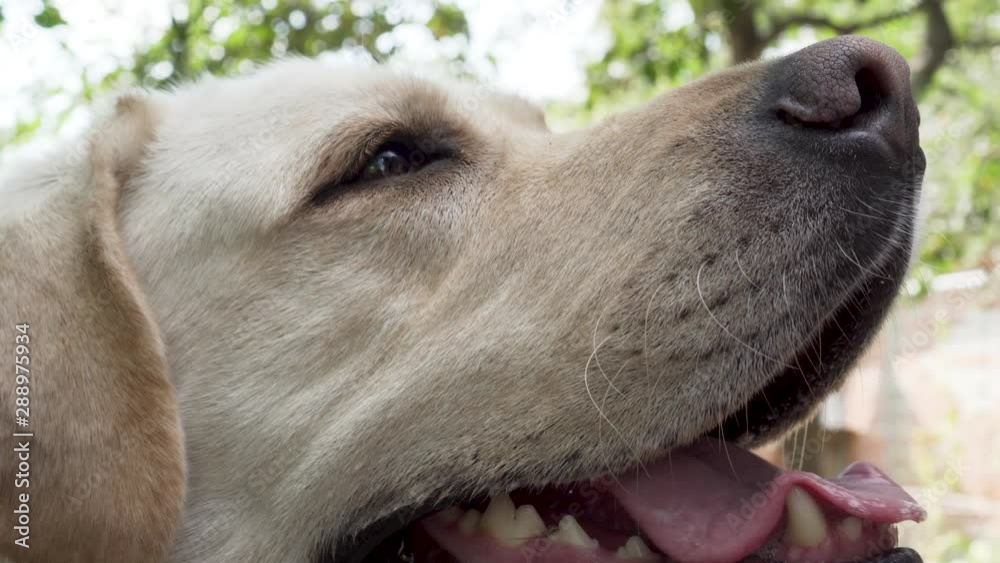 Labrador Retriever Dog Face Closeup Orbit Shot Labrador Retriever Dog Face Closeup Orbit Shot
