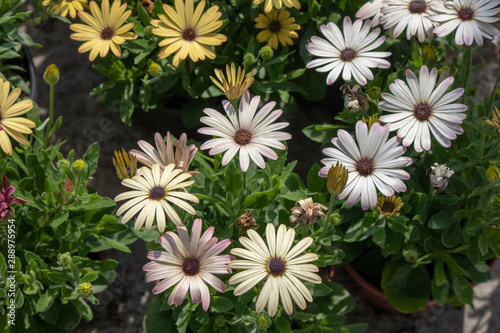 River close-up of white daisy plant.