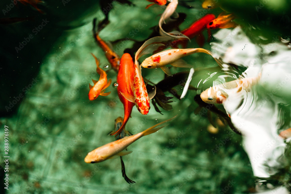 many colorful fish in the pond many colorful fish in the pond