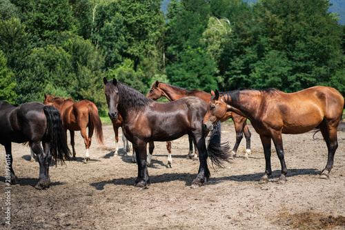 herd of horses running in the field © Buebelina