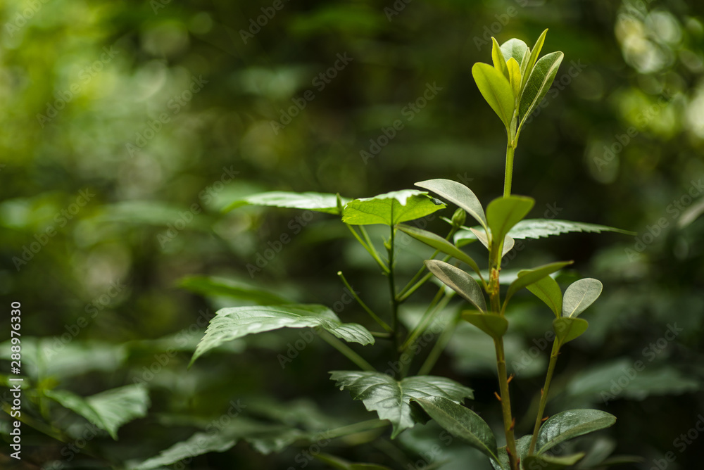 green plant in beautiful forest green plant in beautiful forest