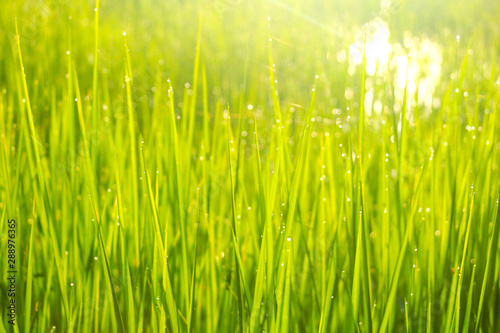 Fresh green grass and dew drops with sunlight.In the morning after raining dew drops reflect light.fresh,good air.photo concept natural and Blurry background.
