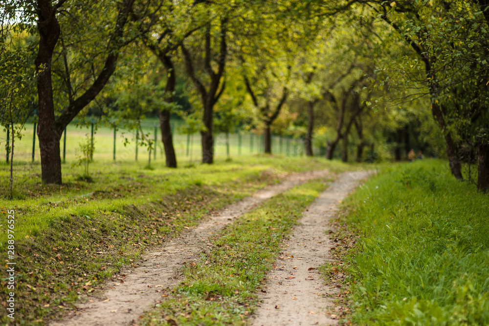 beautiful forest road on summer day