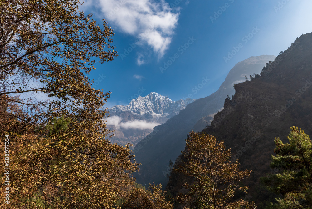 The autumn coloured trees and a single pine tree top cover the foreground and a snowcapped Himalayan mountain covers the middle of this picture as the sun rays come through from the right