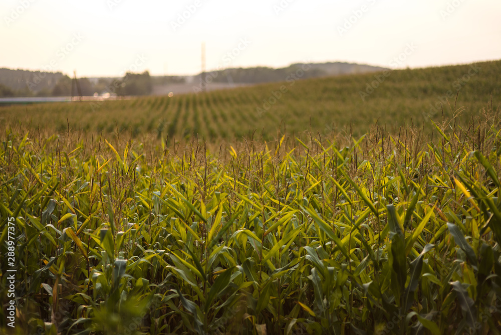 Corn field on beautiful sunny day