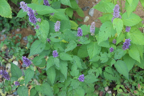 purple flowers background