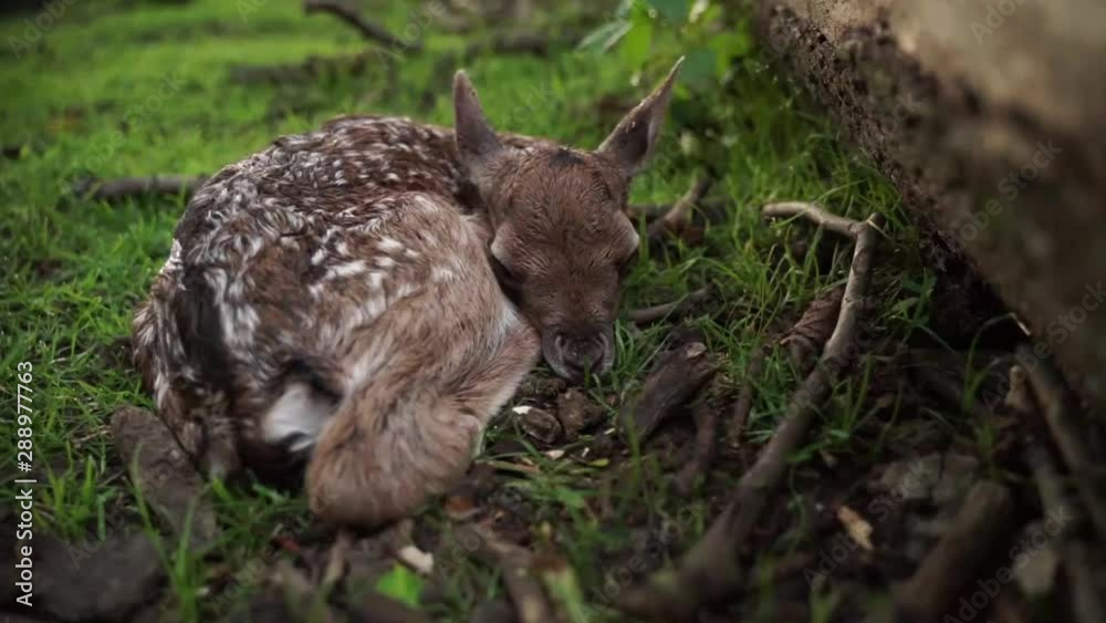 Newborn fallow deer fawn. Still wet after born, shaking and sniffing Newborn fallow deer fawn. Still wet after born, shaking and sniffing