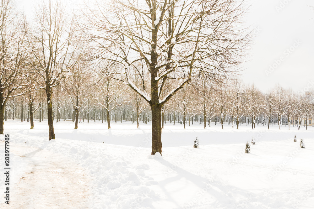 Snowy path into several trees in a forest Snowy path into several trees in a forest