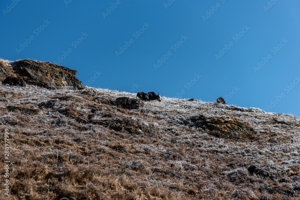 The morning frost spreads across the brown and dry hillside in Nepal on a clear and sunny day. Yaks are seen climbing up the hillside The morning frost spreads across the brown and dry hillside in Nepal on a clear and sunny day. Yaks are seen climbing up the hillside