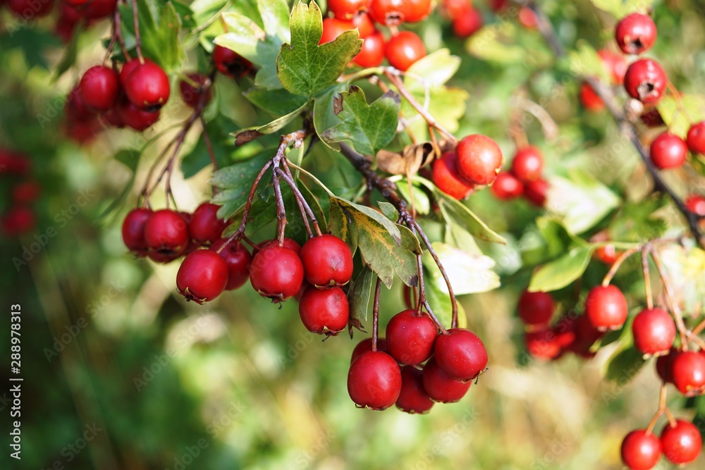 red wild berries on the tree,Crataegus monogyna