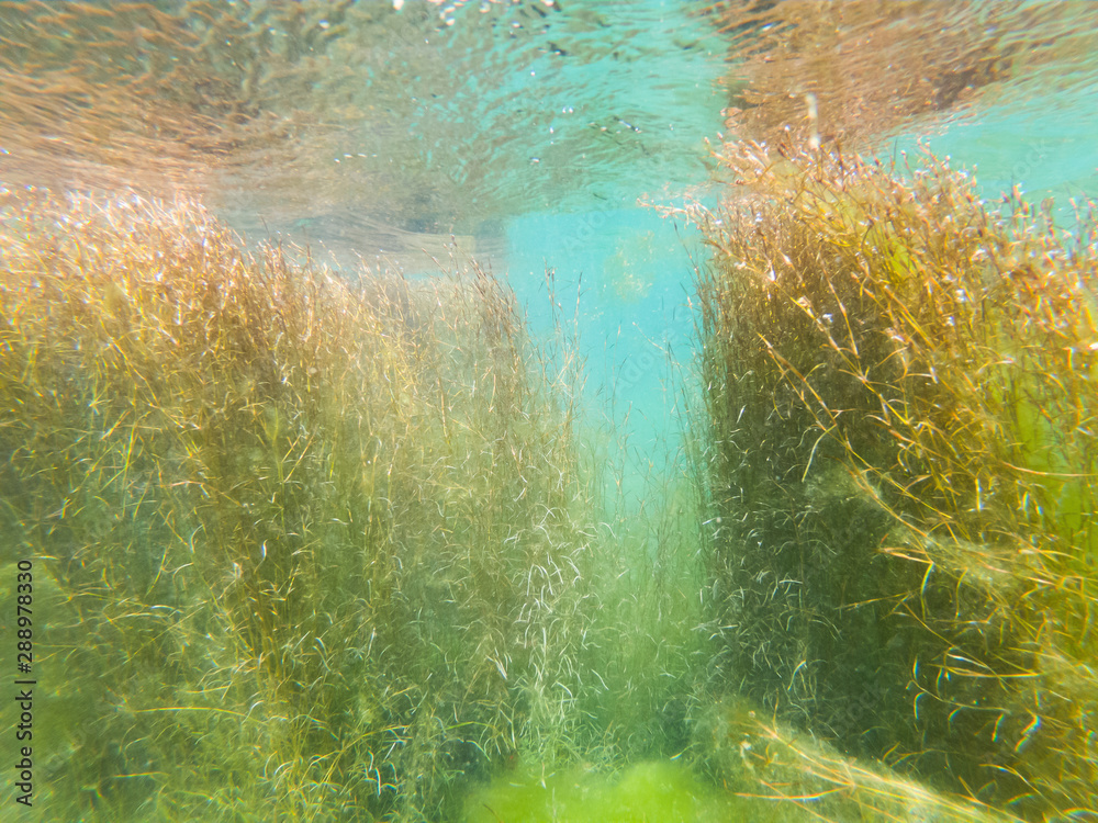 Underwater photo of clear water in river Drini, Albania