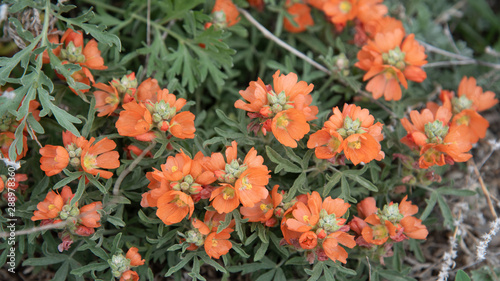 Sphaeralcea coccinea (Scarlet Mallow) wildflower on the prairies in Saskatchewan, Canda