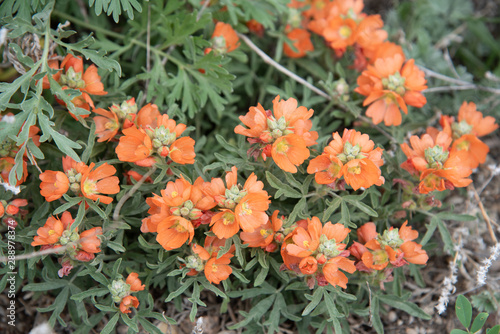 Sphaeralcea coccinea (Scarlet Mallow) wildflower on the prairies in Saskatchewan, Canda