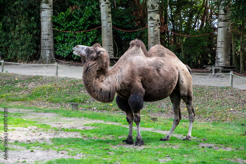 Bactrian camel, Camelus bactrianus is a large, even-toed ungulate native to the steppes of Central Asia.