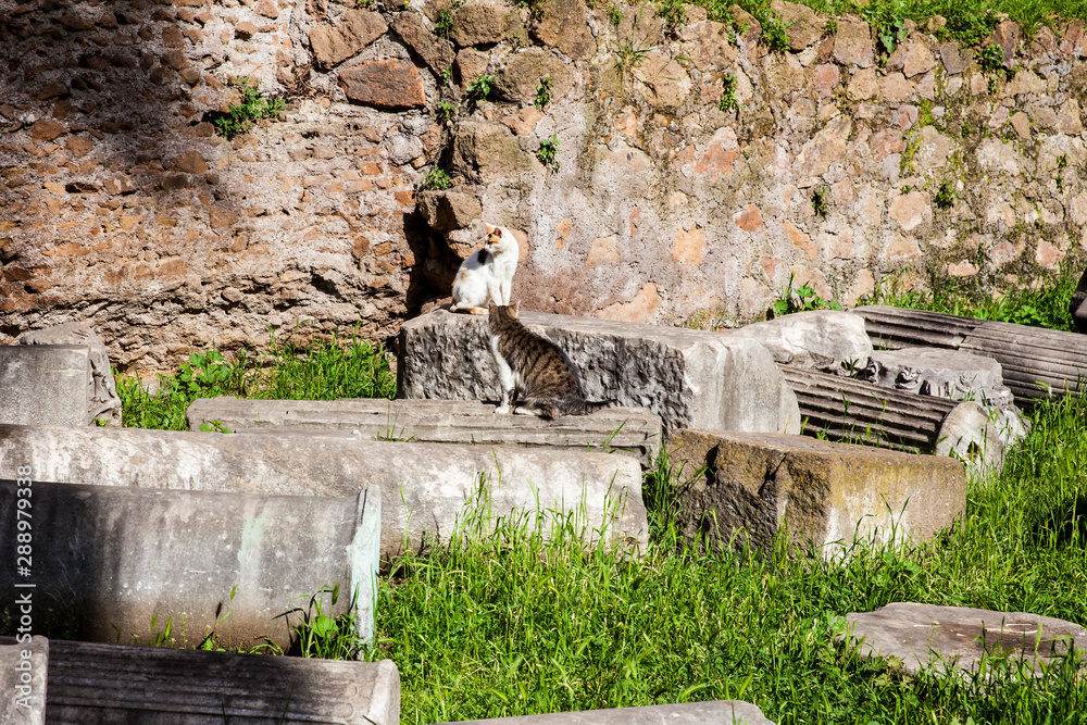 Obraz premium Stray cats sunbathing on top of the ruins of Roman columns at the Piazza Vittorio Emanuele II in Rome