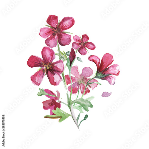 Watercolor pink wildflowers.Watercolor meadow geranium. Illustration isolated on white background. © Maria