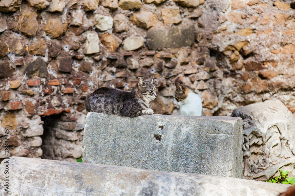 Wall Mural Stray cats sunbathing on top of the ruins of Roman columns at the Piazza Vittori