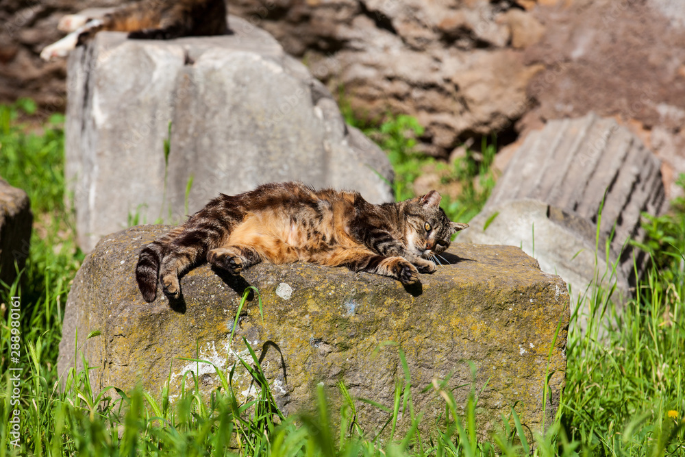 Obraz premium Stray cats sunbathing on top of the ruins of Roman columns at the Piazza Vittorio Emanuele II in Rome
