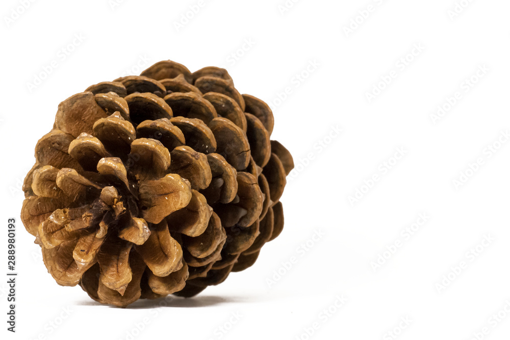 pine cone on white background pine cone on white background