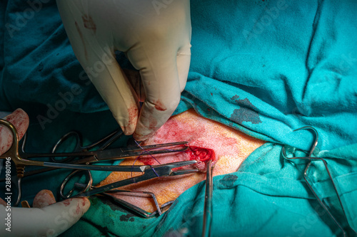Surgical closure of an abscess in a dog