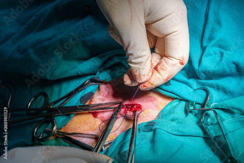 Surgical closure of an abscess in a dog