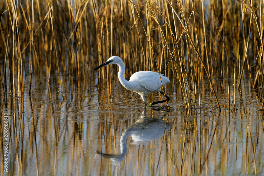 Obraz premium The great egret (Ardea alba) in common glasswort (Salicornia europaea), Nin Croatia
