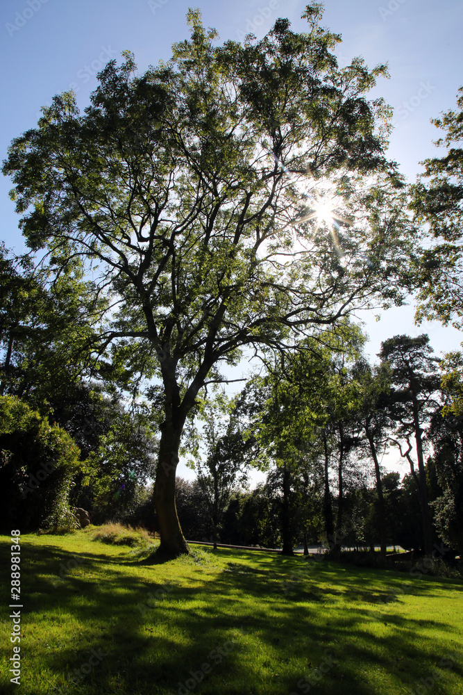 Obraz premium sunstar and sunlight shining through a tree