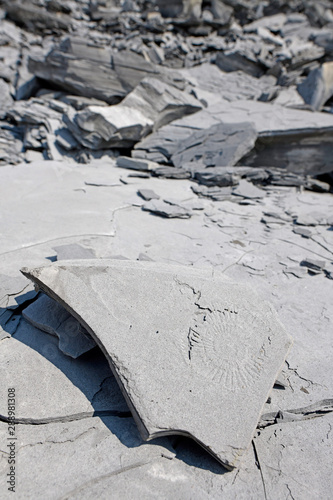 Fossilien / Ammoniten in einem stillgelegten Schiefer-Steinbruch photo