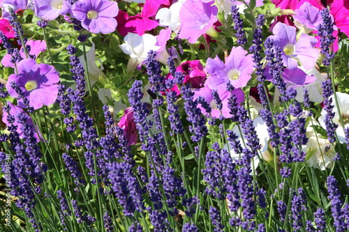 Sommerblumen, Blumenfeld mit Lavendel und bunte Petunien
