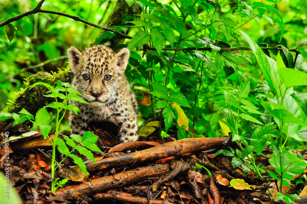 Obraz premium A young jaguar in the grass