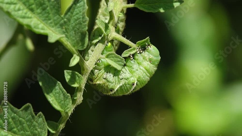 Tobacco hornworm (Manduca sexta)  feeding. photo