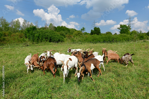 Ziegenherde (Bunte Deutsche Edelziege) - goats photo