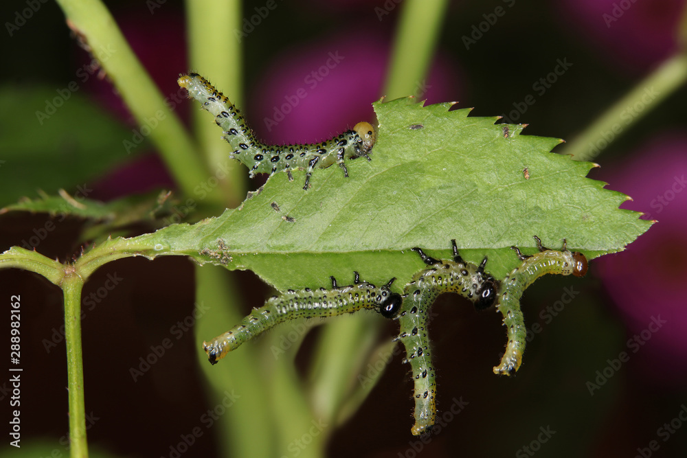 Caterpillars feeding on a rose leaf in closeup. Infestation. Caterpillars feeding on a rose leaf in closeup. Infestation.