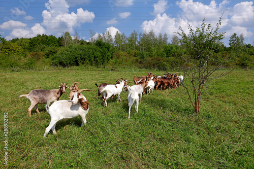 Ziegenherde (Bunte Deutsche Edelziege) - goats photo