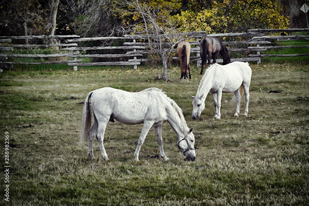 white horses grazing the grass quiet afternoon white horses grazing the grass quiet afternoon