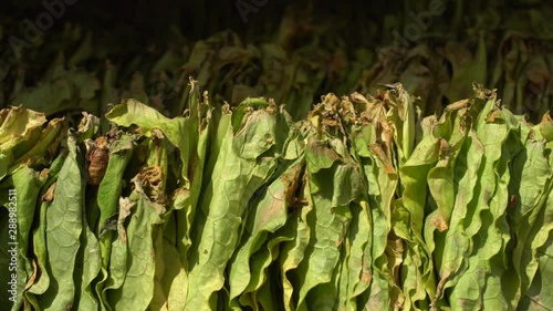Manufacture of tobacco. Drying tobacco. Classical way of drying tobacco leaves, hanging to dry in the sun. Dolly shot, sliding camera move and selective focus. Tobacco close up, 4k footage. 