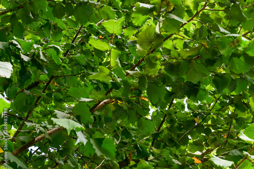 lush foliage of hazelnut tree in early September,low angle view lush foliage of hazelnut tree in early September,low angle view