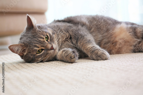 Cute gray tabby cat on carpet indoors. Lovely pet