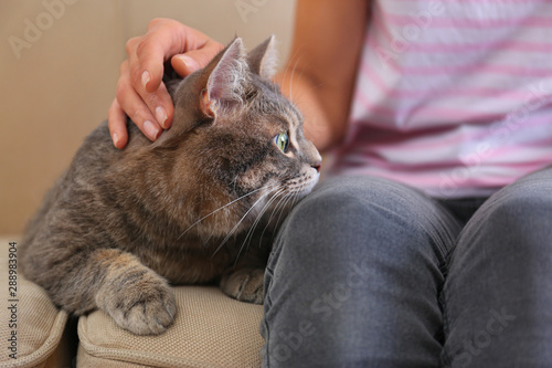 Young woman and cute gray tabby cat on couch indoors, closeup. Lovely pet © New Africa