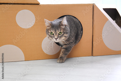 Cute gray tabby cat playing with cardboard box in room. Lovely pet