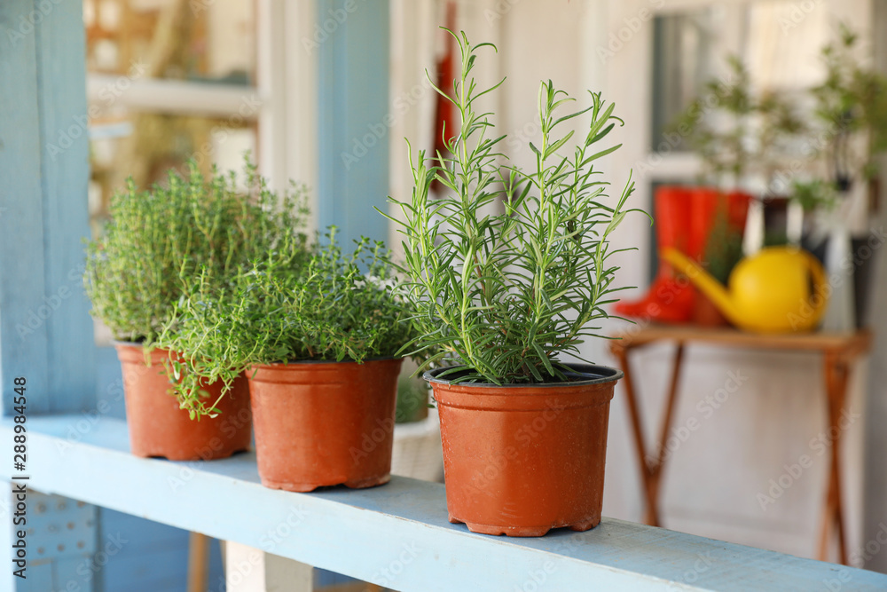 Fresh potted home plants on light blue wooden veranda railing outdoors, space for text