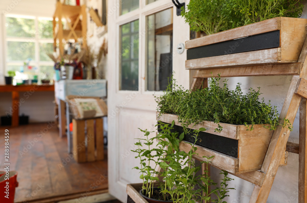 Wooden rack with home plants near shop, space for text