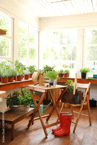 Seedlings  rubber boots and gardening tools in shop