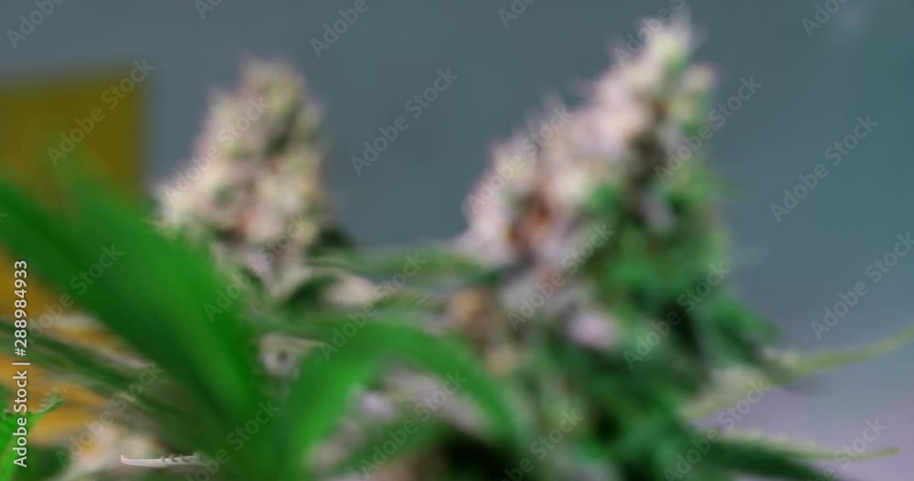 Shot of a cannabis plants growing in a grow tent during flowering stage Shot of a cannabis plants growing in a grow tent during flowering stage